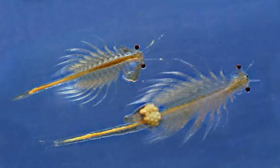 Artemia, Animaux & Accessoires, Poissons | Aquariums & Accessoires, Enlèvement