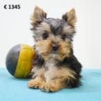 Yorkshire Terriër - chiots Belges à vendre, Commerçant, Yorkshire Terrier, 8 à 15 semaines, Plusieurs