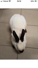 Californian, Dieren en Toebehoren, Konijnen