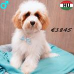 Cockapoo Bicolor (reutje) pup te koop, 15 weken tot 1 jaar, Buitenland, CDV (hondenziekte), Eén hond