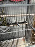 Grote Noorse goudvink pop, Dieren en Toebehoren, Vogels | Overige Vogels