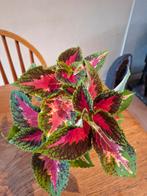 coleus, siernetel, kamerplant, Huis en Inrichting, Kamerplanten, Ophalen