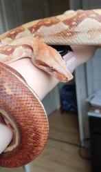 0.1 Boa constrictor Jungle T+ (Burke/Nicaragua), Dieren en Toebehoren, Slang, Tam, 7 tot 10 jaar