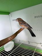 Vendre, Dieren en Toebehoren, Vogels | Overige Vogels, Meerdere dieren, Tropenvogel, Geringd