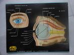 anatomische platen, 1960 tot 1980, Gebruikt, Ophalen of Verzenden, Prent