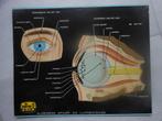 anatomische platen, Verzamelen, 1960 tot 1980, Gebruikt, Ophalen of Verzenden, Prent