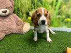 Beagle pups - kleur Tricolor, Dieren en Toebehoren, CDV (hondenziekte), Meerdere, 8 tot 15 weken, Meerdere dieren