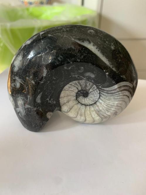 Grote fossiel Nautilus gepolijst fraaie variëteit -kwaliteit, Antiek en Kunst, Curiosa en Brocante, Ophalen of Verzenden