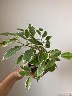 Ficus benjamina, Huis en Inrichting, Kamerplanten, Ophalen, Ficus, In pot