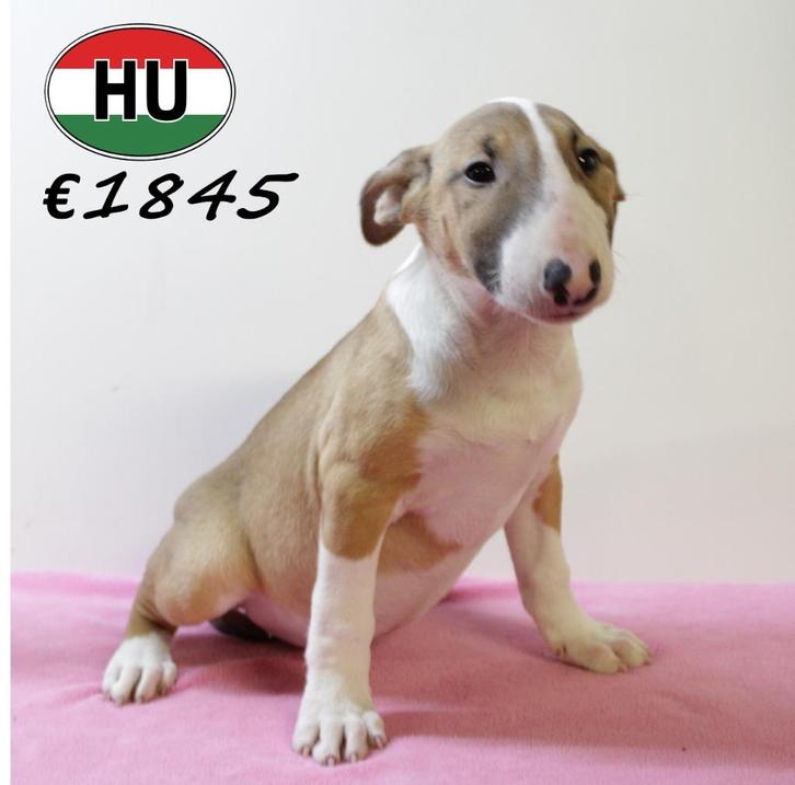 Bull Terriër - teefjes - pups te koop, Dieren en Toebehoren, Honden | Jack Russells en Terriërs, Teef, Bull Terriër, Handelaar