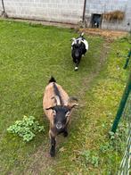 3 geitjes, Dieren en Toebehoren, Schapen, Geiten en Varkens
