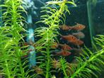 Hobbyaquarium Hyphessobrycon sweglesi–Rode Fantoomzalm, Dieren en Toebehoren, Vissen | Aquariumvissen, Vis, Zoetwatervis, Schoolvis