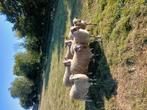 Houtlander ramlammeren, Dieren en Toebehoren, Schapen, Geiten en Varkens