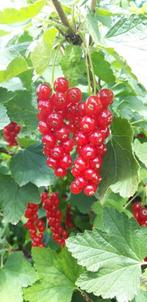7 jonge rode bessen planten/aalbessen/fruit, Tuin en Terras, Ophalen, Overige soorten, Struik