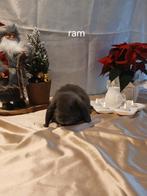 Konijnen, Dieren en Toebehoren