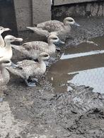 Marmertaling, Dieren en Toebehoren, Pluimvee, Meerdere dieren, Eend
