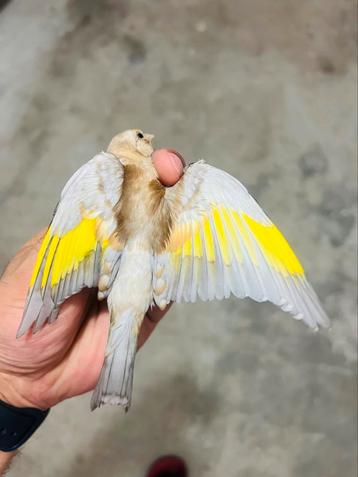 Chardonnerets phaeo dispo a Versailles france, Sexe inconnu, Canari de couleur
