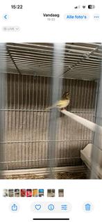 Botvink pop witgrijs, Dieren en Toebehoren, Vrouwelijk, Wildzangvogel, Geringd