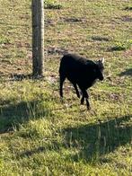 Ouessant ram lammetjes
