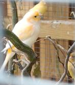 Kanarie man, Dieren en Toebehoren, Vogels | Kanaries