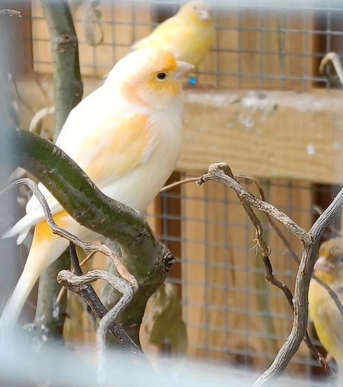 Kanarie man, Dieren en Toebehoren, Vogels | Kanaries