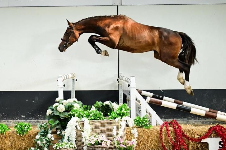 3 jarige hengst Taloubet x campione, Dieren en Toebehoren, Paarden, Hengst, Zadelmak