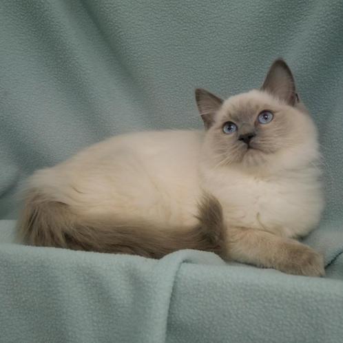 Ragdoll -  kittens te koop, Dieren en Toebehoren, Katten en Kittens | Raskatten | Langhaar, Meerdere dieren, 0 tot 2 jaar, Gechipt