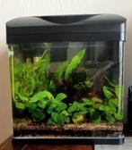 Perfect draaiende aquarium met planten en vissen, Dieren en Toebehoren, Vissen | Aquaria en Toebehoren, Ophalen, Zo goed als nieuw