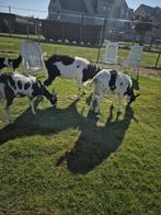 Te koop: 1 bok + 2 melkgevende geiten (inclusief slagboom, Dieren en Toebehoren, Schapen, Geiten en Varkens, Geit, 0 tot 2 jaar