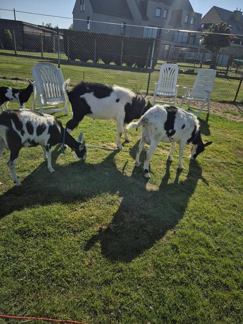 Te koop: 1 bok + 2 melkgevende geiten (inclusief slagboom, Dieren en Toebehoren, Schapen, Geiten en Varkens, Geit, 0 tot 2 jaar