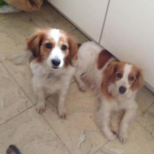 Lening gezocht! Wie heeft een warm hart voor honden?, Diensten en Vakmensen, Geld en Leningen