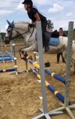 Bijrijd /Verzorg pony gezocht, Ne s'applique pas, 160 à 165 cm, 11 ans ou plus