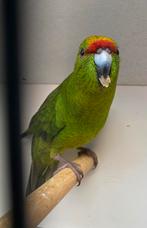 KAKARIKI Femelle 2025, Vrouwelijk