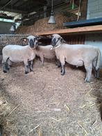 Ramlammeren dekrammen hampshire down, Dieren en Toebehoren