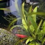 Crevettes rouges neocaridina, crevettes d'eau douce, Animaux & Accessoires, Poissons | Poissons d'aquarium, Homard, Crabe ou Crevette