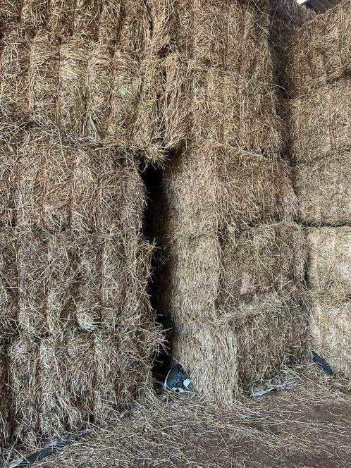 Grote pakken hooi, Dieren en Toebehoren, Dierenvoeding, Ophalen