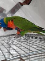 Koppel lori van de blauwe bergen van juni 25, Dieren en Toebehoren, Geringd