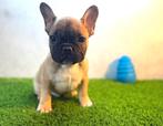 Prachtige Franse Bulldog Pup, Animaux & Accessoires, Chien (mâle), Belgique, 8 à 15 semaines, Bouledogue