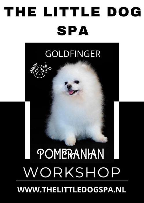WORKSHOP POMERANIAN - TRIMSALON, Services & Professionnels, Animaux | Chiens | Soins, Dog-sitting & Dressage