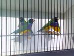 4-4 GOULDS 2025, Dieren en Toebehoren, Tropenvogel, Geringd