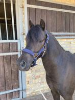 Zwarte 2 jarige welsh merrie, Merrie, B, 0 tot 2 jaar, Gechipt