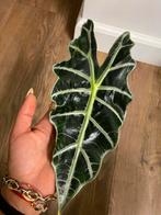 Alocasia Polly (Skeletplant), Ophalen