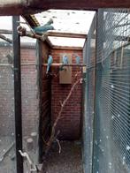 halsbandparkieten koppel, Dieren en Toebehoren, Geringd