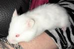 Langharige syrische hamstertjes, Animaux & Accessoires, Rongeurs, Mâle, Hamster, Domestique