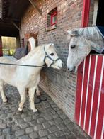 Stalhulp, Dieren en Toebehoren, Stalling en Weidegang, 2 of 3 paarden of pony's