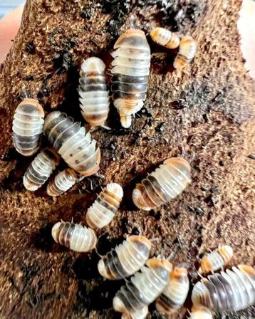 Isopods - white shark beschikbaar voor biedingen