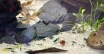 Uitgeselecteerde Blauwe garnalen te koop, Dieren en Toebehoren, Vissen | Aquariumvissen
