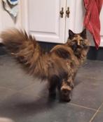 main coon poes, Dieren en Toebehoren, Katten en Kittens | Raskatten | Langhaar, Poes, Gechipt, 0 tot 2 jaar