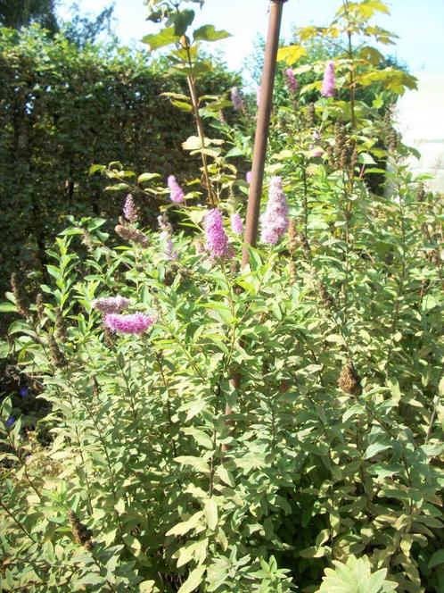 Spirea salicifolia als bloeiende haag of solitaire plant, Tuin en Terras, Planten | Struiken en Hagen, Haag, Overige soorten, 100 tot 250 cm