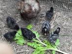 kuikens mechelse koekoek, Dieren en Toebehoren, Pluimvee, Geslacht onbekend, Kip
